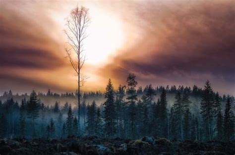 The Lonely Woods Natural Landmarks Finland Landscape