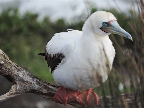 New Zealand S First Mainland Red Footed Booby Jess Cripps Flickr