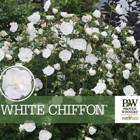 Proven Winners® Colorchoice® White Chiffon® Hibiscus Retail Benchcard