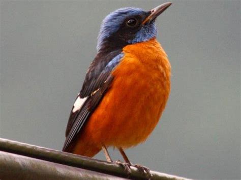 Bird Watching Tour In Bhutan Responsible Travel