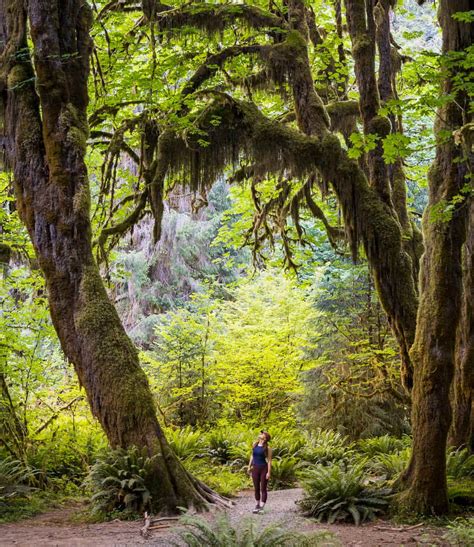 Hall Of Mosses Trail Everything You Need To Know Uprooted Traveler