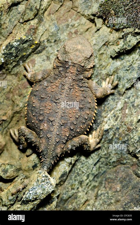 Juvenile Pygmy Horned Lizard Phrynosomdouglasii Stock Photo Alamy