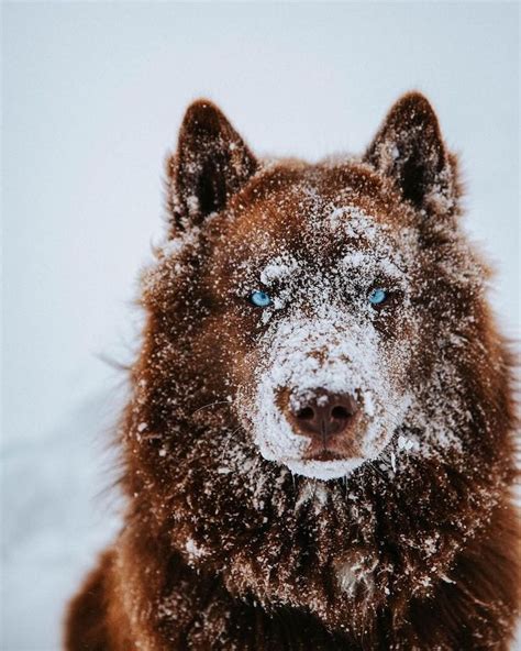 This Siberian Husky Has A Rare Brown Coats Winning Hearts With His Beauty