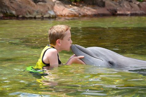Details On Swimming With Dolphins At Discovery Cove Discoverycove