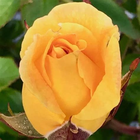 Oregold Yellow Rose Candj Gardening Center