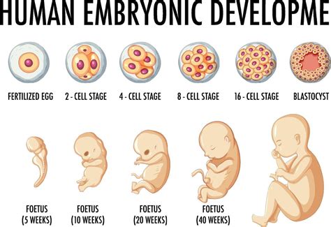Human Embryonic Development In Human Infographic Vector Art At