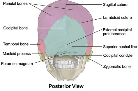 This is a table of skeletal muscles of the human anatomy. The Skull | Anatomy and Physiology I