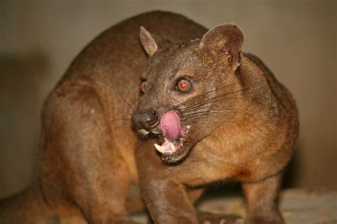 Spotlight On The Fossa Of Madagascar Reef And Rainforest Tours