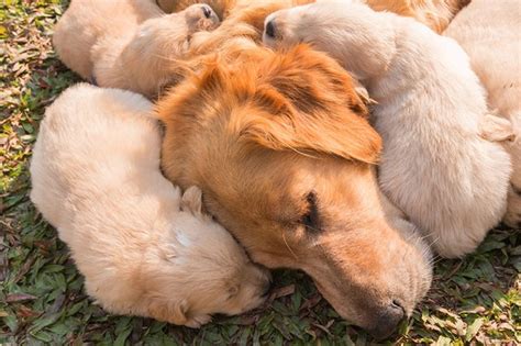 How Do Mother Dogs Show Affection To Puppies Cuteness