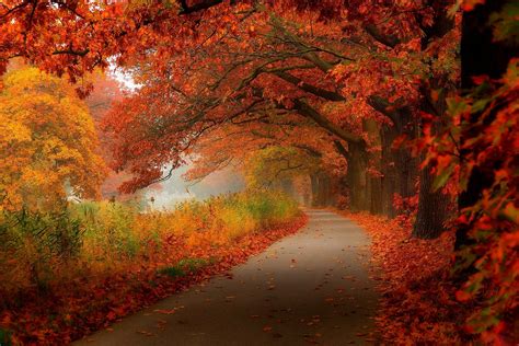 Autumn Leaves Walk Nature Forest Leaves Hdr Trees Park