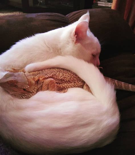 Cute See The Incredible Friendship Between Cat And The Dragon