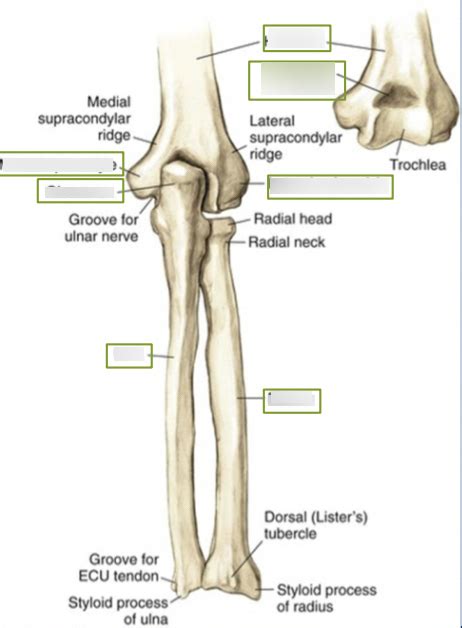 Upper Anatomy Elbow Bone And Boney Landmarks Diagram Quizlet