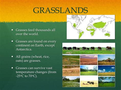 Ppt Grassland Biomes Powerpoint Presentation Free Download Id2053298