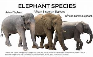 Elephant Characteristics World Elephant Alliance