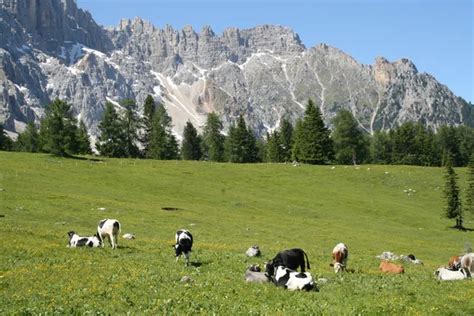 Mountain Herd Of Cows Grazing The Green Grass Grazing — Stock Photo