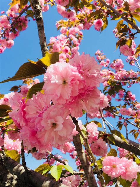 Cherry Tree By My Apartment Thought You Guys Might Like A Photo Of A