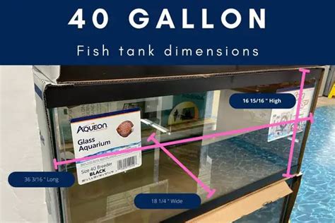 40 Gallon Fish Tank Dimensions Fishkeeping Basics