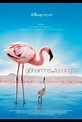 Das Geheimnis der Flamingos | Film, Trailer, Kritik