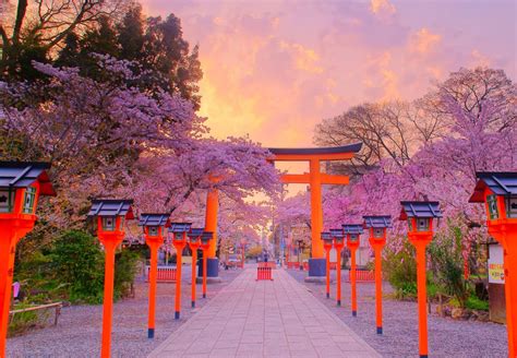 Best Places To See Cherry Blossoms In Kyoto Cuddlynest