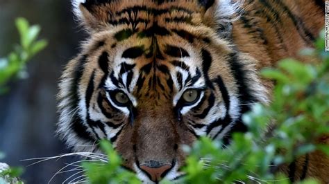Gorra tigres negra cara tigres 2021. Fotos de Tigres | Animais - Cultura Mix