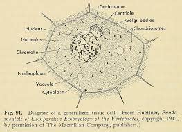 Maybe you would like to learn more about one of these? 3 Types of Specialized Cells/Tissue - Vertebrates and ...