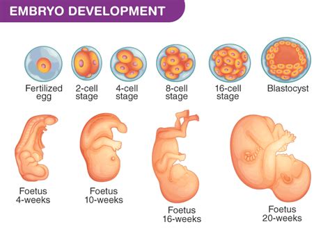 Embryology Biology Ease