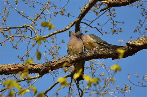Free Images Tree Branch Sky Flower Fly Wildlife Love Couple