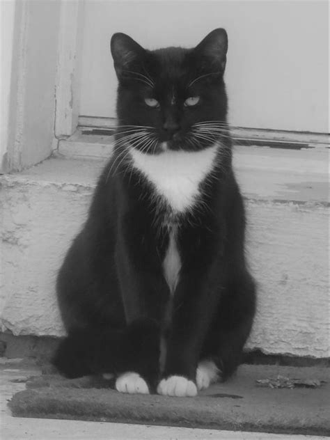 The Epistolizer Tuxedo Cat