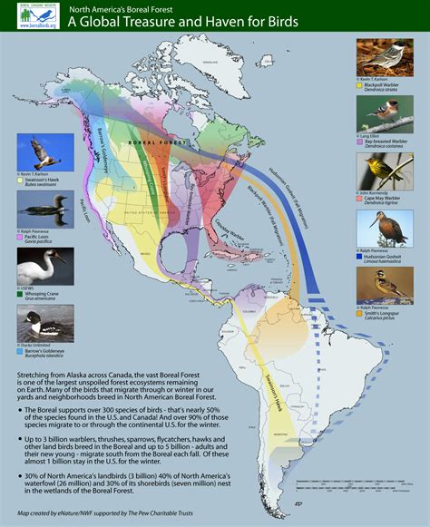 Highlighted Migration Routes Boreal Songbird Initiative