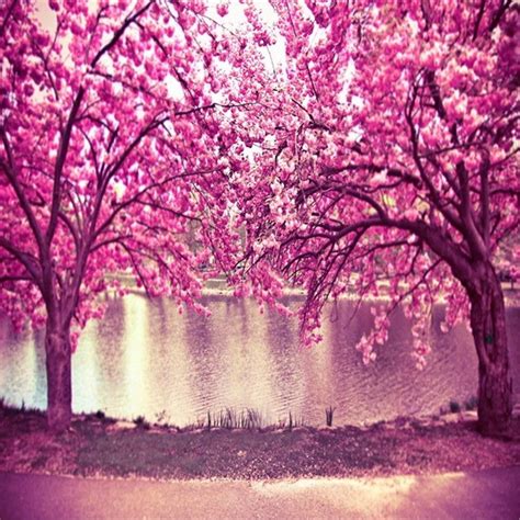 2019 Pink Cherry Blossom Trees Flowers Photo Background Spring Scenic