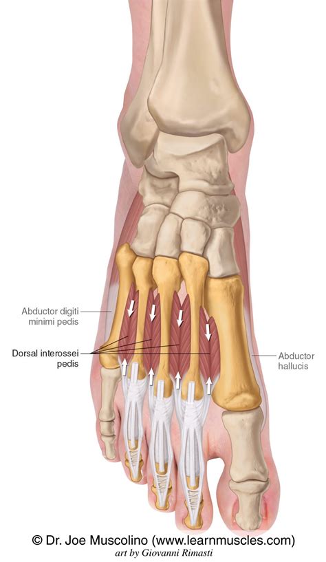 Dorsal Interossei Pedis Learn Muscles