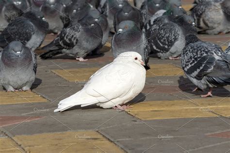 Closeup White Dove Is Sitting In Stock Photo Containing White And Dove