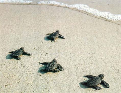 Baby Turtles Are Cool