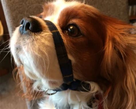 5 Diy Dog Muzzles You Can Make At Home With Pictures Hepper