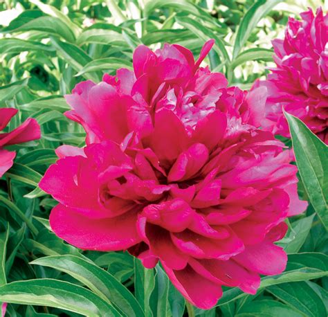 Peony Adolphe Roosseau For Sale Online By Alder And Oak Plants