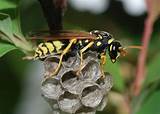 Images of Paper Wasp