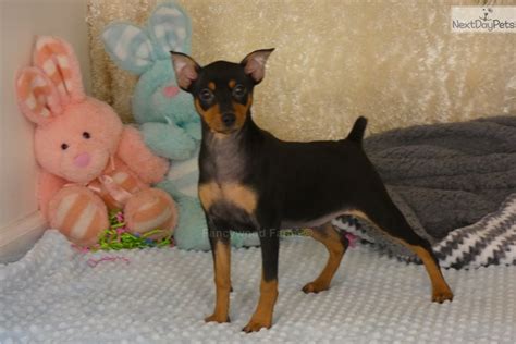 Dani Akc Miniature Pinscher Puppy For Sale Near Fayetteville Arkansas