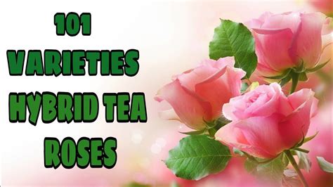 101 Varieties Hybrid Tea Rose With Their Names Youtube