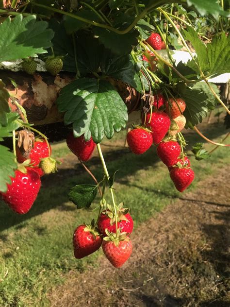 Hawkswick Lodge Farm | Pick your own soft fruits