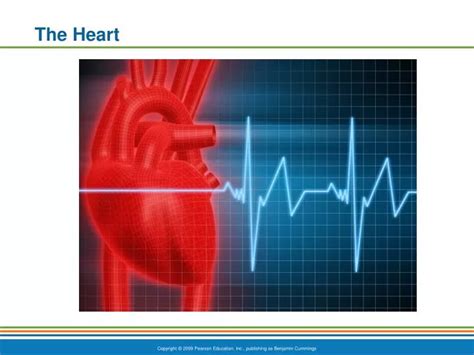 Ppt The Heart Powerpoint Presentation Free Download Id5955283