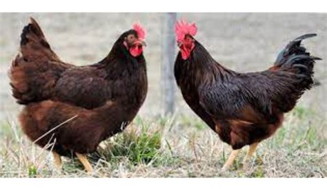 Rhode Island Red Chicken Breed Guide About Chicken Breeds