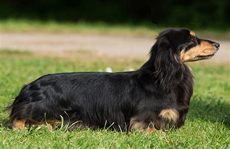 Dachshund Min Long Haired Breeds A Z The Kennel Club