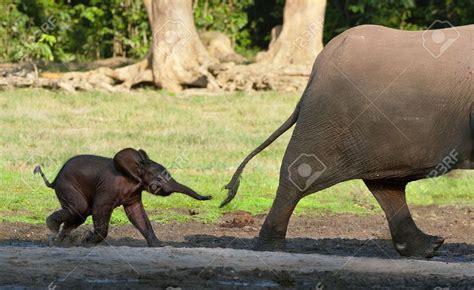 Elephant fun facts # elephants can recognise themselves in the mirror. baby elephants playing with trunk - Google 検索 | Cute ...