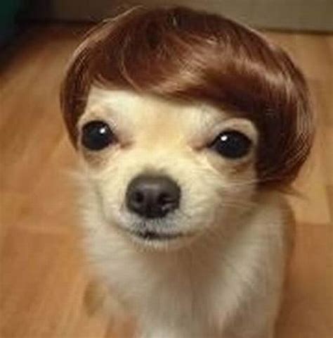 Worst Dog Haircuts 49 Pics