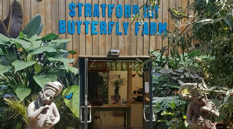 Stratfords Butterfly Farm To Start Phased Reopening From Next Monday