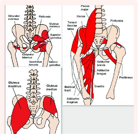 Groin Muscles Diagram Anatomy Of The Groin Area Home To Some Of The