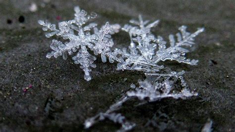 Beautiful Snowflakes Photographed By Bbc Weather Watchers Bbc Weather