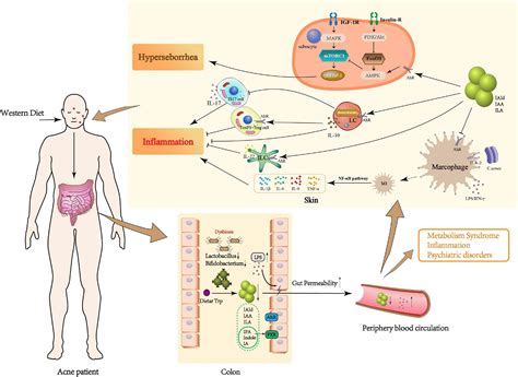 Frontiers Potential Roles Of Gut Microbial Tryptophan Metabolites In