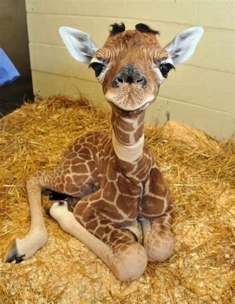 New Mutant Giraffe Smh Smh Cute Tho Rgiraffesdontexist