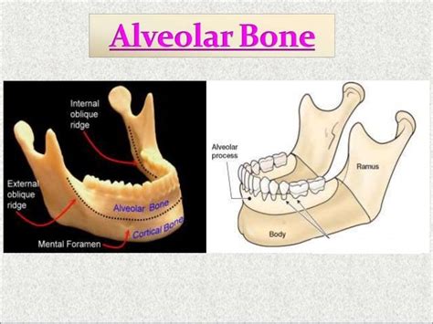 Alveolar Bone Dr Sherif Hassan